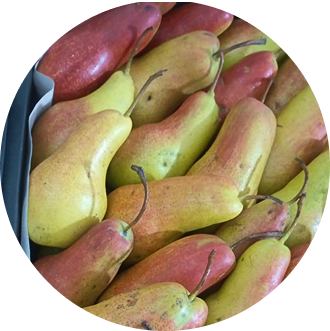 Груша Сахарная